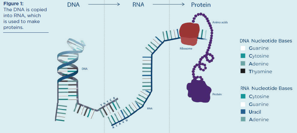Biologia Dna I Rna Test